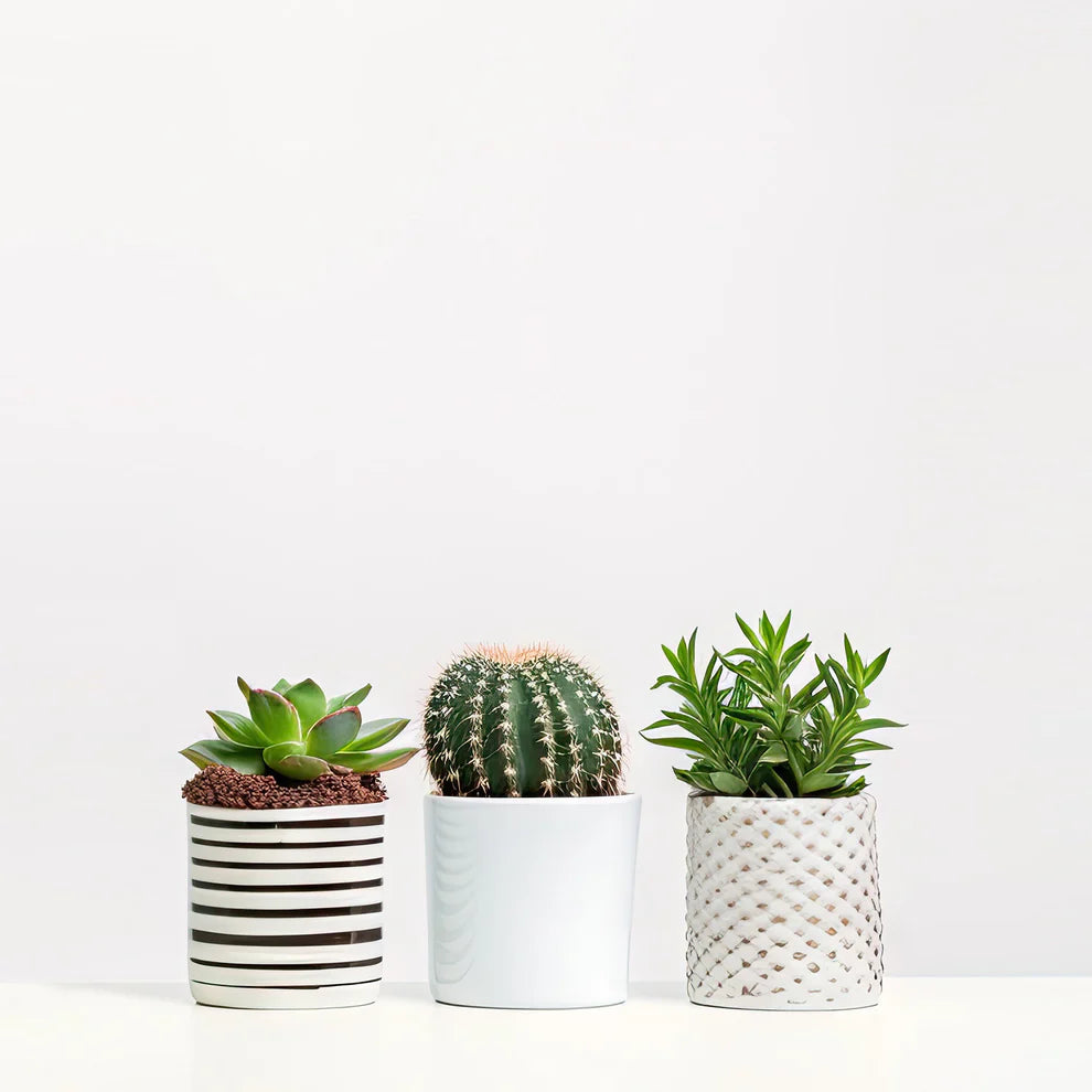 Succulents (assorted 3 pack)