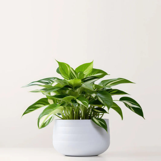 Philodendron