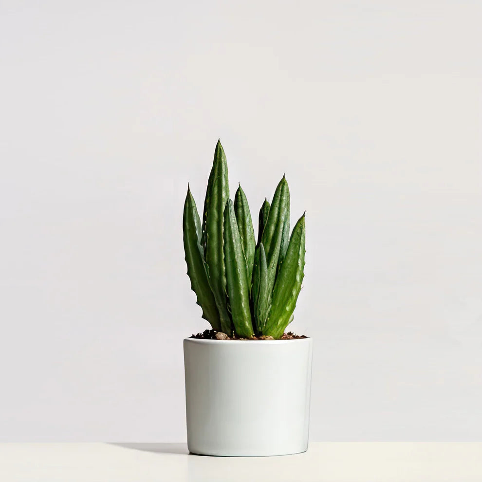 Aloe
