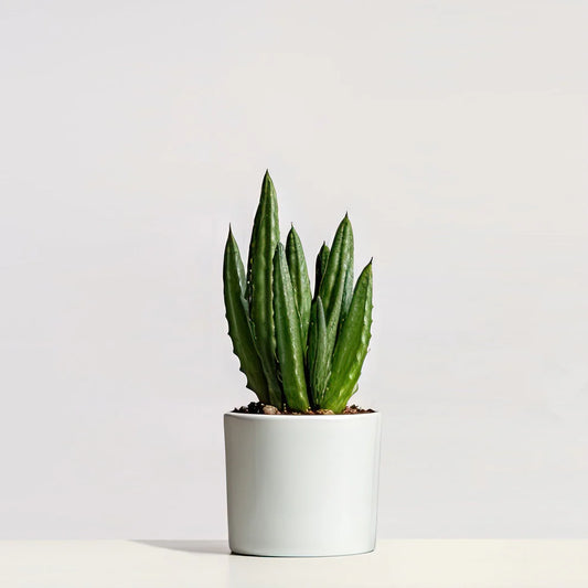 Aloe