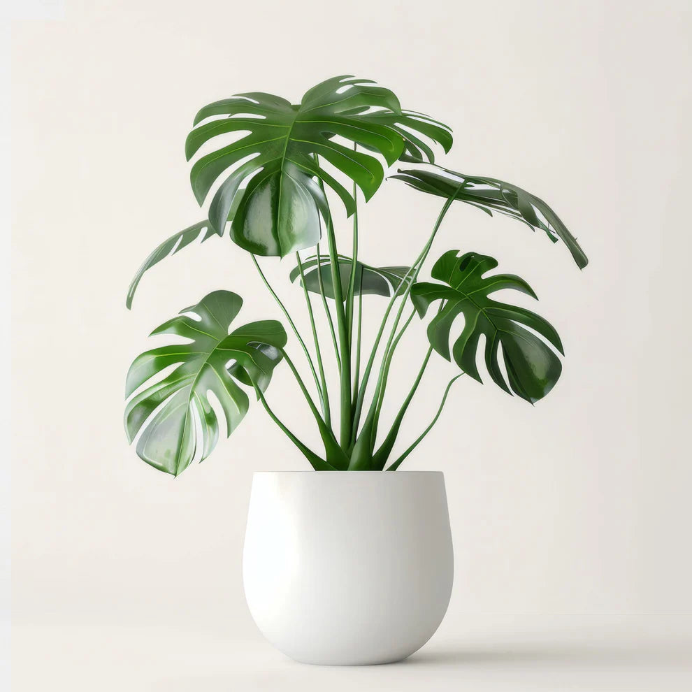 Monstera