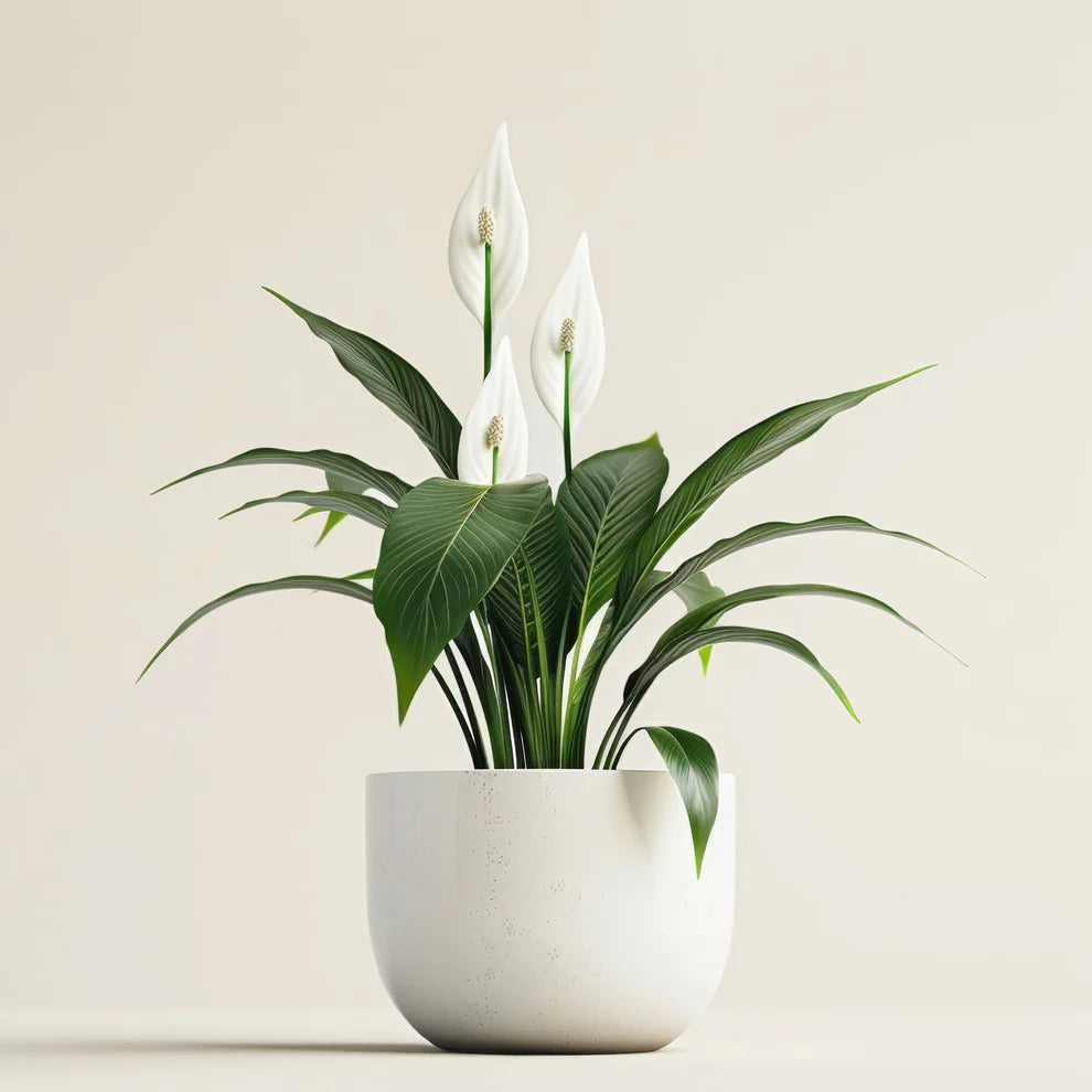 Peace Lily