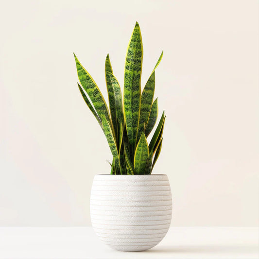 Snake Plant