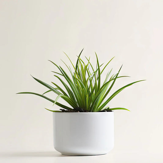 Spider Plant