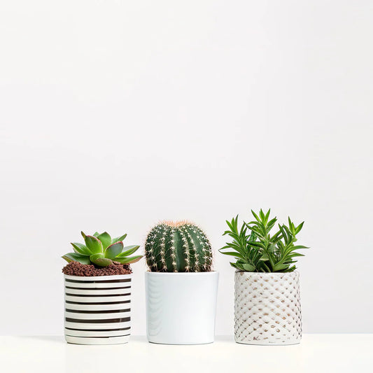 Succulents (assorted 3 pack)